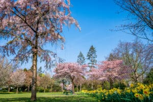 many blooming cherry trees with pink blooms and daffodils in flower beds