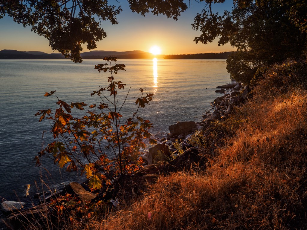 sunset through the trees on Vancouver island