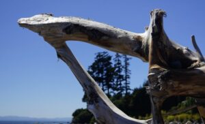 vancouver island, sooke bc, driftwood-1806853.jpg