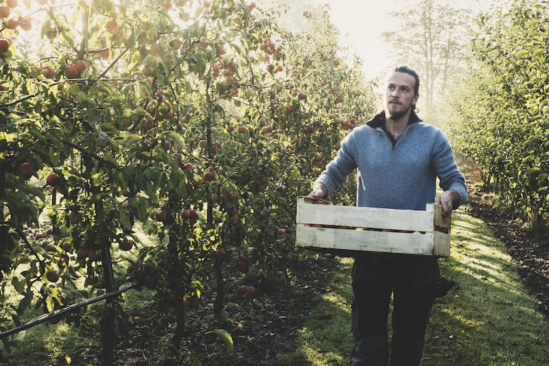 Man standing in apple orchard, holding crate with apples. Apple harvest in autumn.