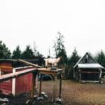 goats in the small farm near My-Chosen cafe - petting zoo, Metchosin, BC
