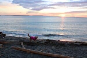 dog on a beach at sunrise - pets 