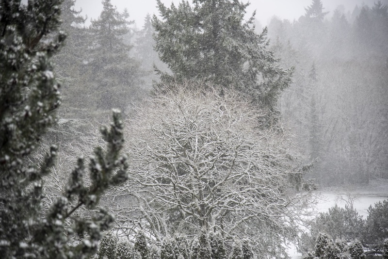 Winter forest scene near Victoria