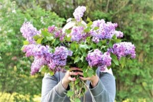 unrecognizable woman holding a large bouquet of lilacs in front of her face
